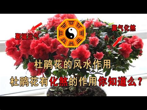 杜鵑花禁忌|【家裡種杜鵑】家裡種杜鵑！別忽略風水禁忌，影響運勢！